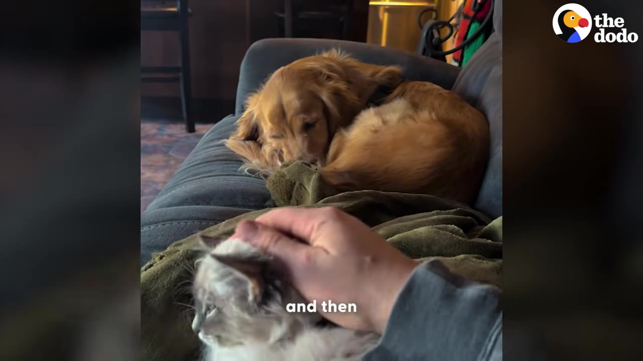 A golden retriever rests on a grey couch while a small kitten sits nearby in the foreground, being gently petted by a hand.