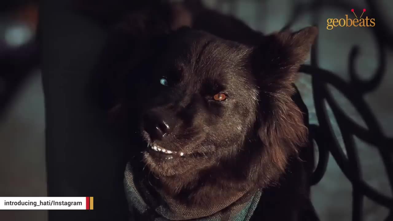 A close-up of a black dog with heterochromia, showing one bright blue eye and one brown eye, with its teeth slightly bared in a grin.