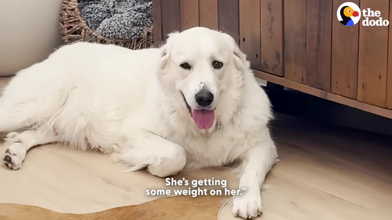 A fluffy white dog lies on a wooden floor, looking healthy and content with its tongue slightly out.