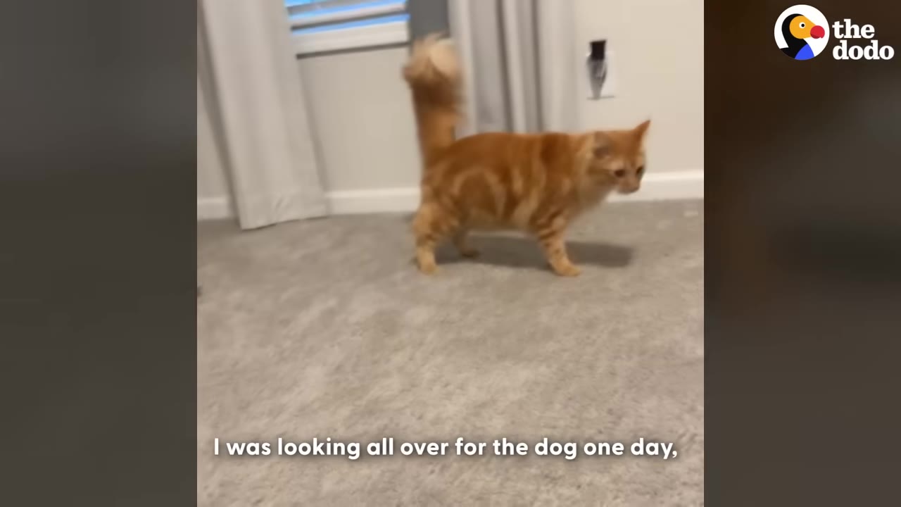 An orange long-haired cat walks across a grey carpeted floor.