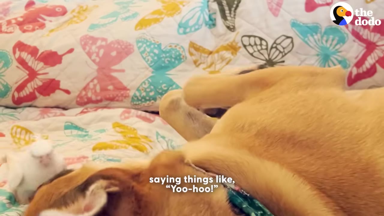 A small white bird stands on a butterfly-patterned blanket next to a light brown dog lying on its back.