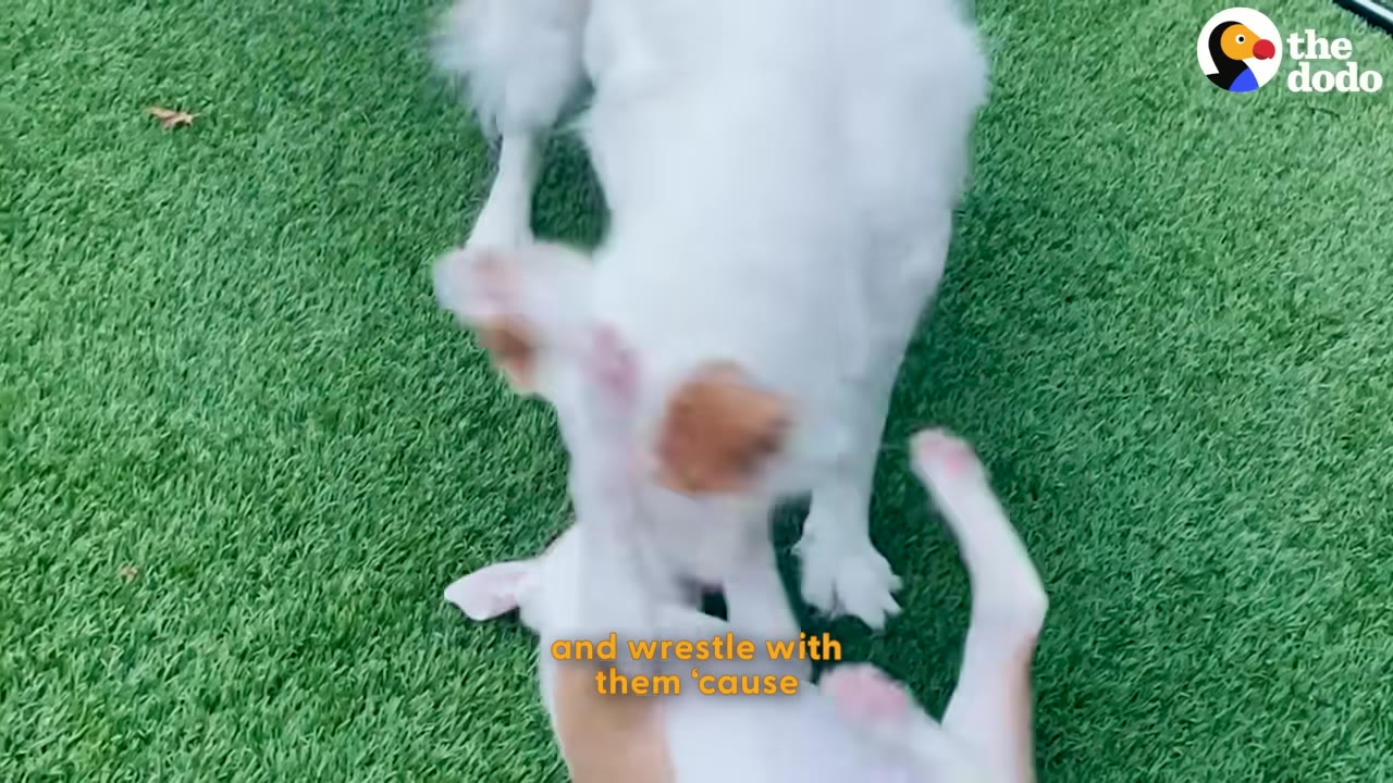 Two small white and brown puppies playfully wrestling on green artificial grass.
