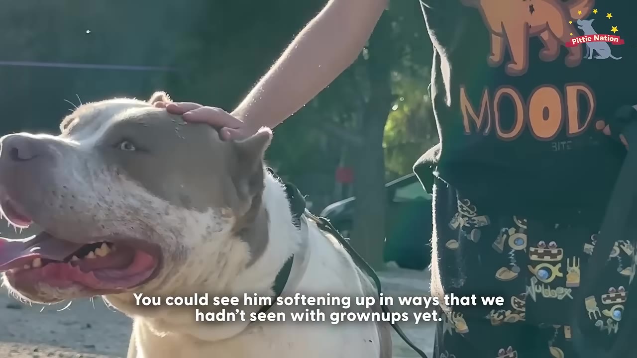 A close-up of a pit bull-type dog being gently petted on the head by a person wearing a graphic t-shirt.