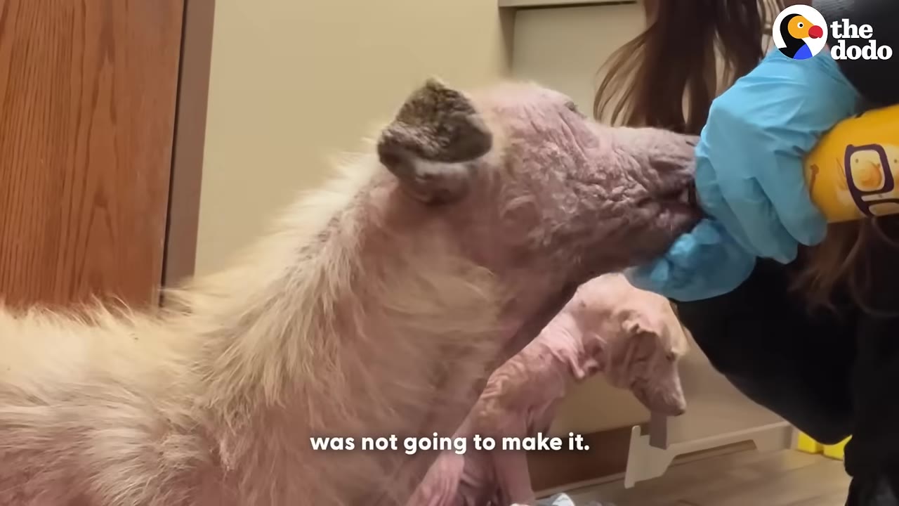 Two puppies with severe hair loss being cared for in a clinic, with one puppy in the foreground receiving food from a gloved hand and the other puppy visible in the background.