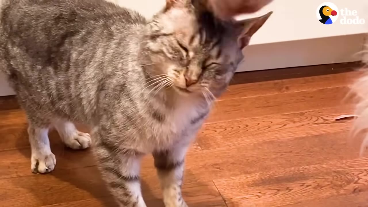 A tabby cat stands on a wooden floor, squinting its eyes as it is licked on the head by another animal.