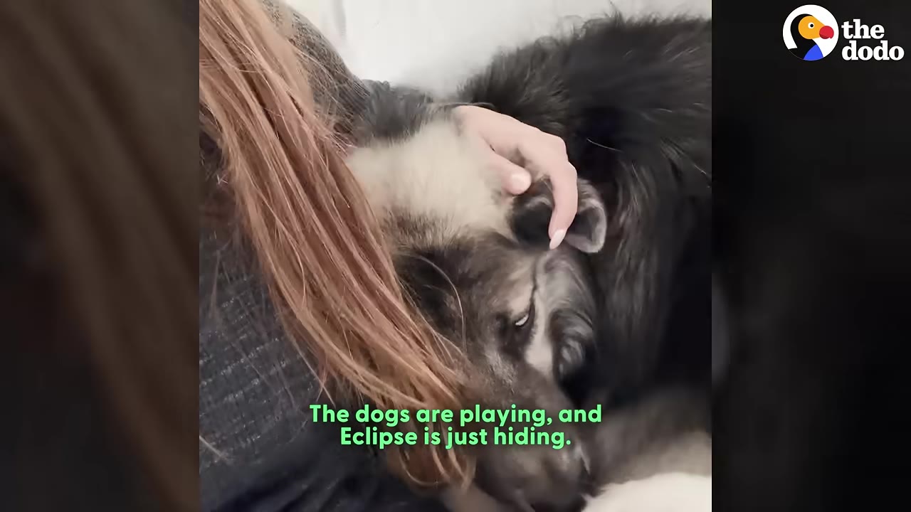 A fluffy grey and black dog hides its head against a person's shoulder while being gently petted on the head.