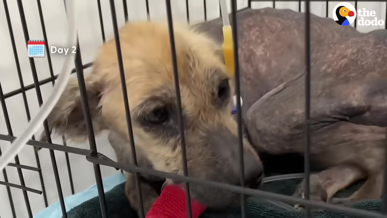 A small, sick dog with patchy fur lies inside a metal cage with an IV line attached to its leg.