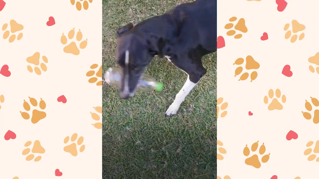 A black and white dog carrying a clear plastic bottle with a green cap in its mouth while walking on green grass.