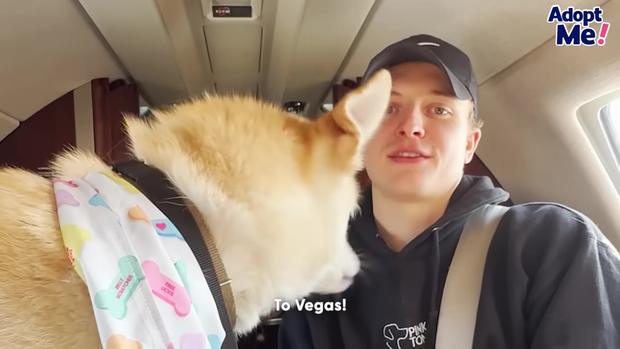 A fluffy light brown and white dog wearing a colorful bandana sits next to a man in a black hoodie and cap inside a private airplane cabin.