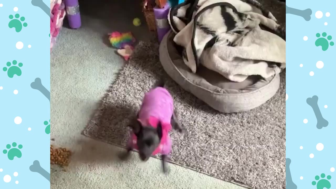 A small black dog wearing a pink sweater stands on a grey rug next to a dog bed.