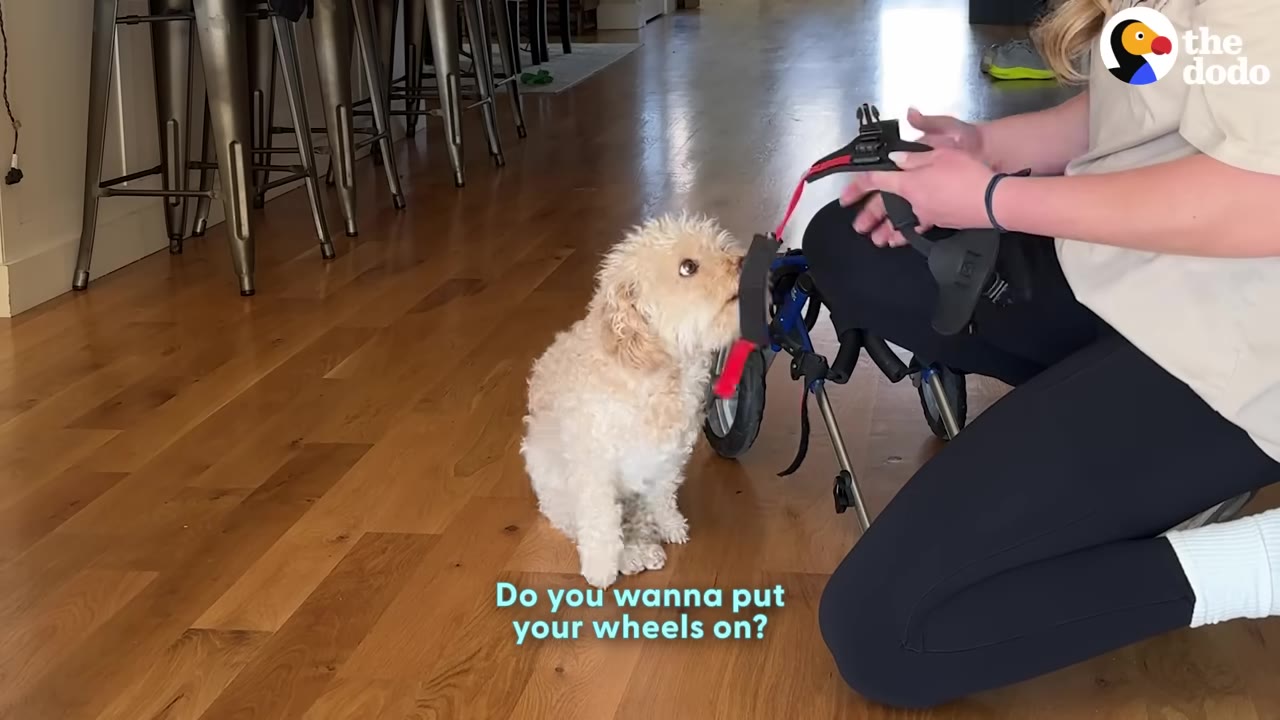 A small, fluffy white dog sits on a wooden floor, looking up at a person kneeling beside a dog wheelchair.