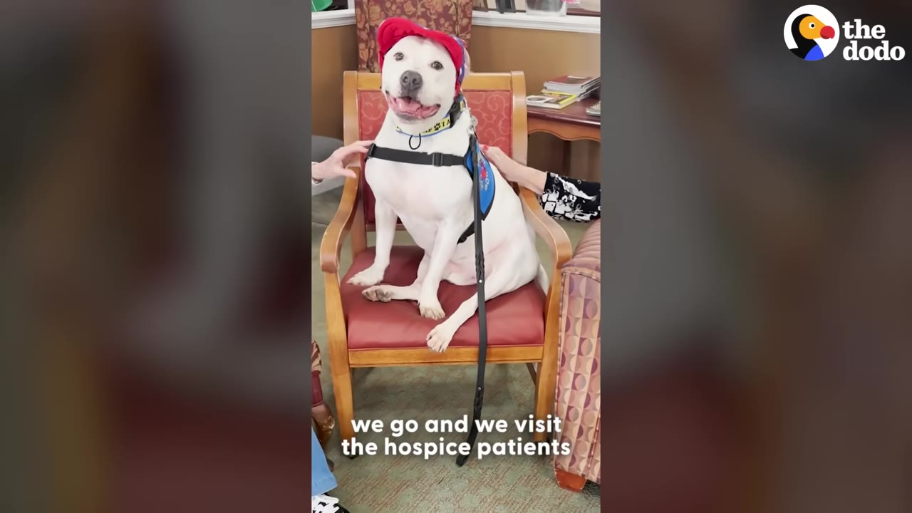 A white dog wearing a red hat and a blue therapy vest sits on a red armchair while being gently petted by people on either side.