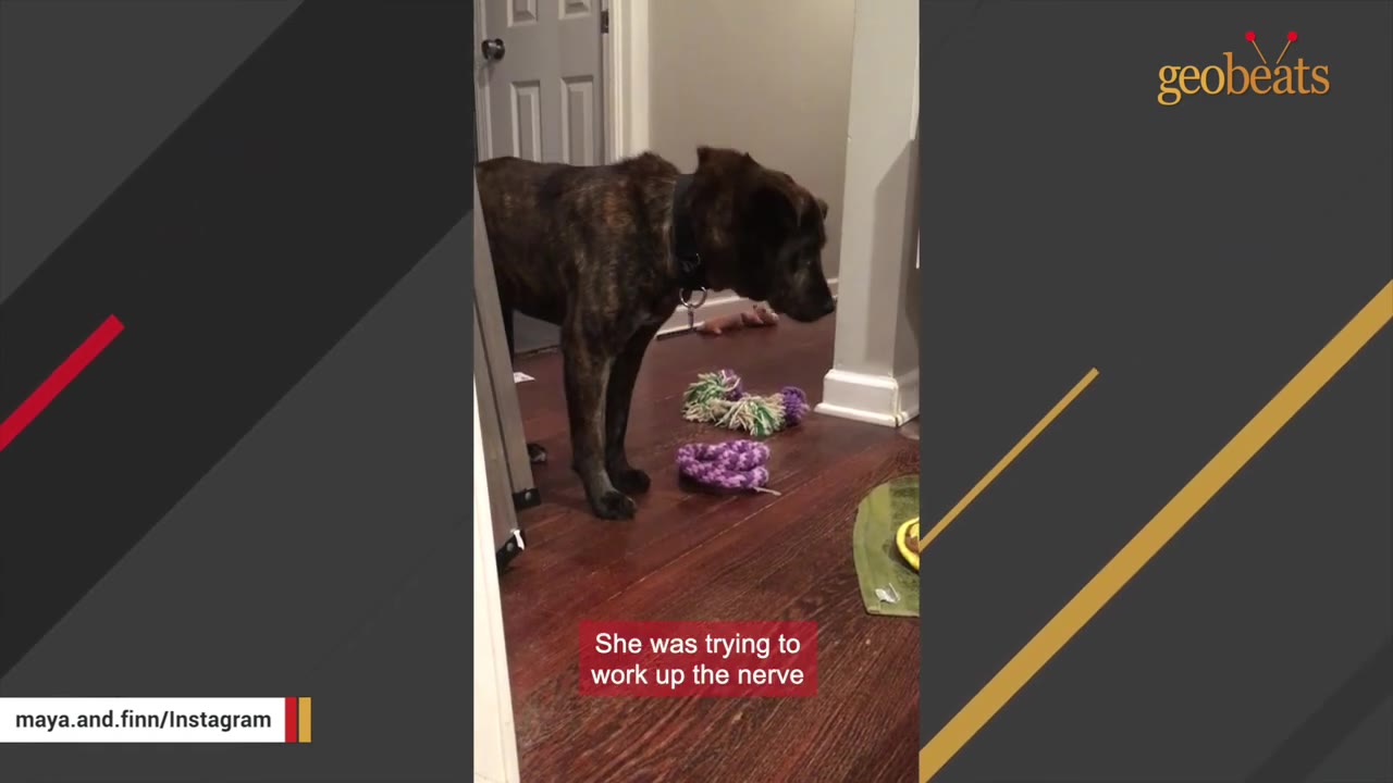 A brindle dog stands hesitantly in a hallway near some dog toys, looking down with a cautious posture.