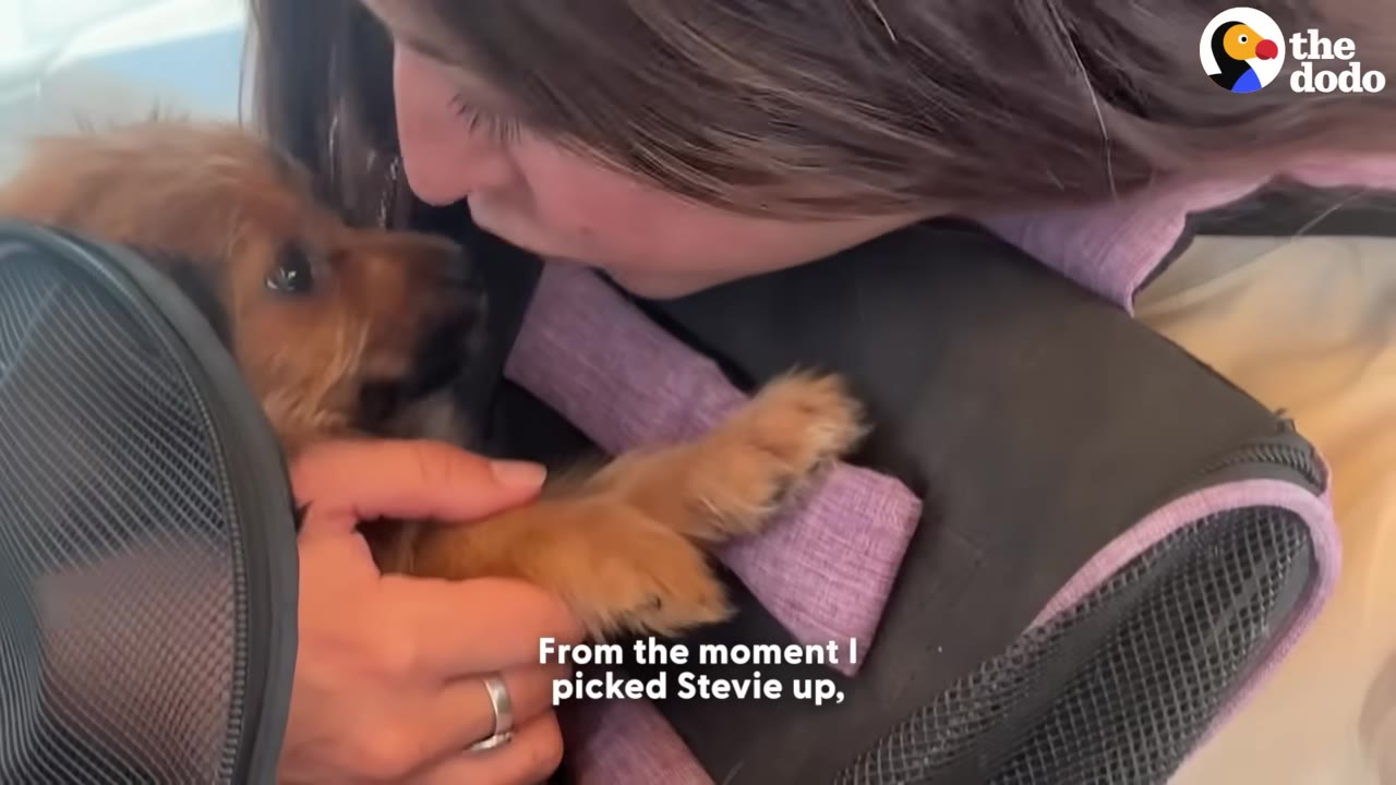 A close-up shot of a woman leaning down to kiss a small brown puppy inside a pet carrier bag, with her hand gently holding the puppy's paw.