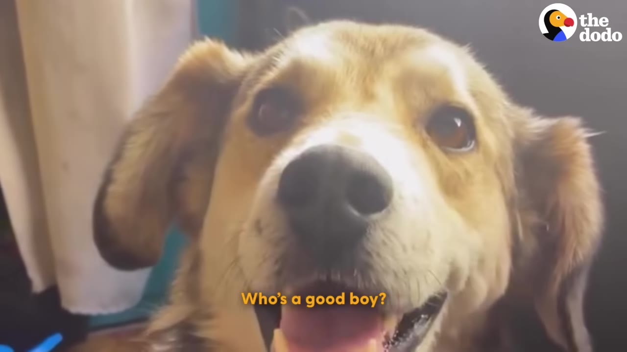 A close-up shot of a happy, light brown dog looking directly into the camera with its mouth open in a smile.