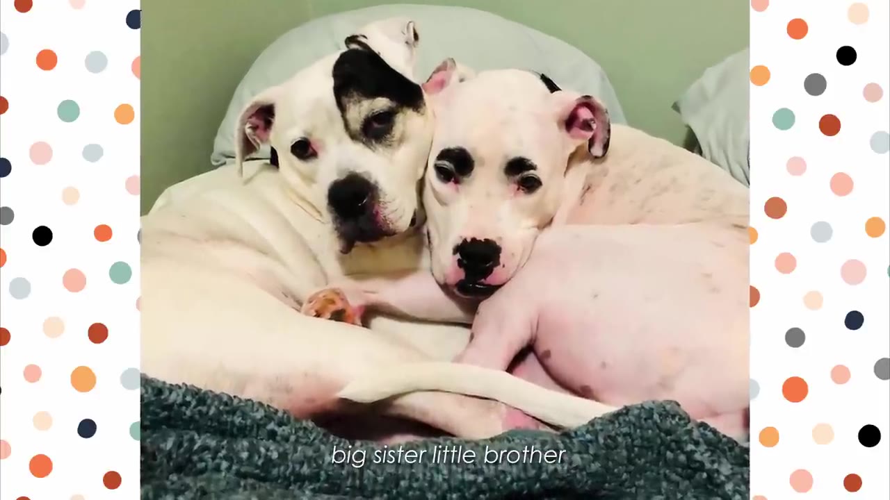 Two white dogs cuddling closely together on a bed, with one resting its head on the other's neck.