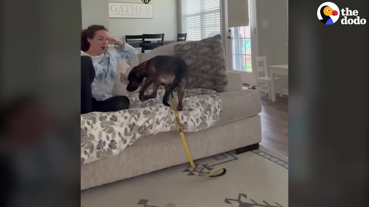 A woman sitting on a couch looks on with a shocked, wide-mouthed expression as a dark-colored dog with a yellow leash climbs onto the couch next to her.