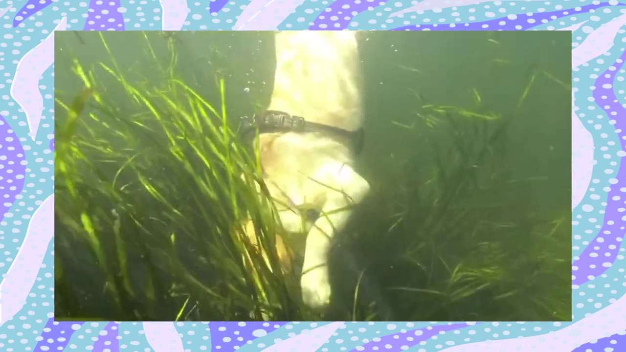 An underwater shot of a light-colored dog diving headfirst into green seagrass.