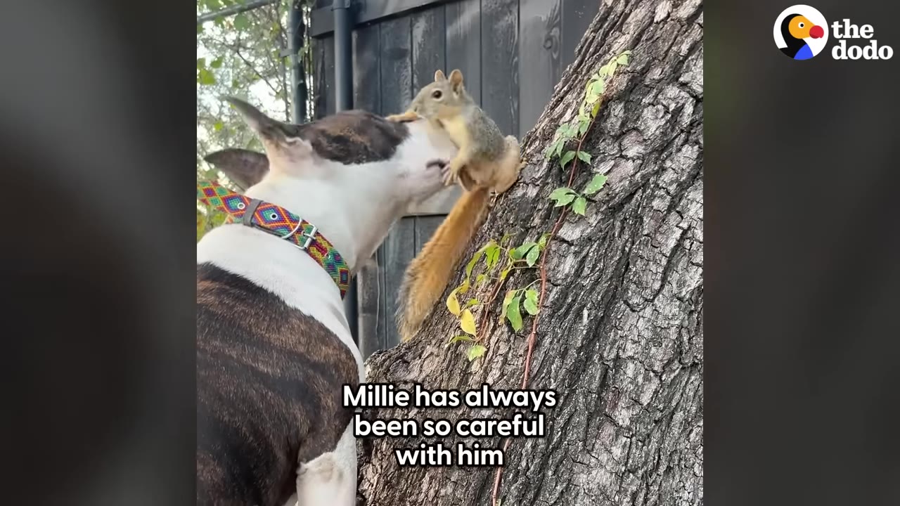 A brindle and white dog gently sniffs a small squirrel perched on the side of a tree trunk.