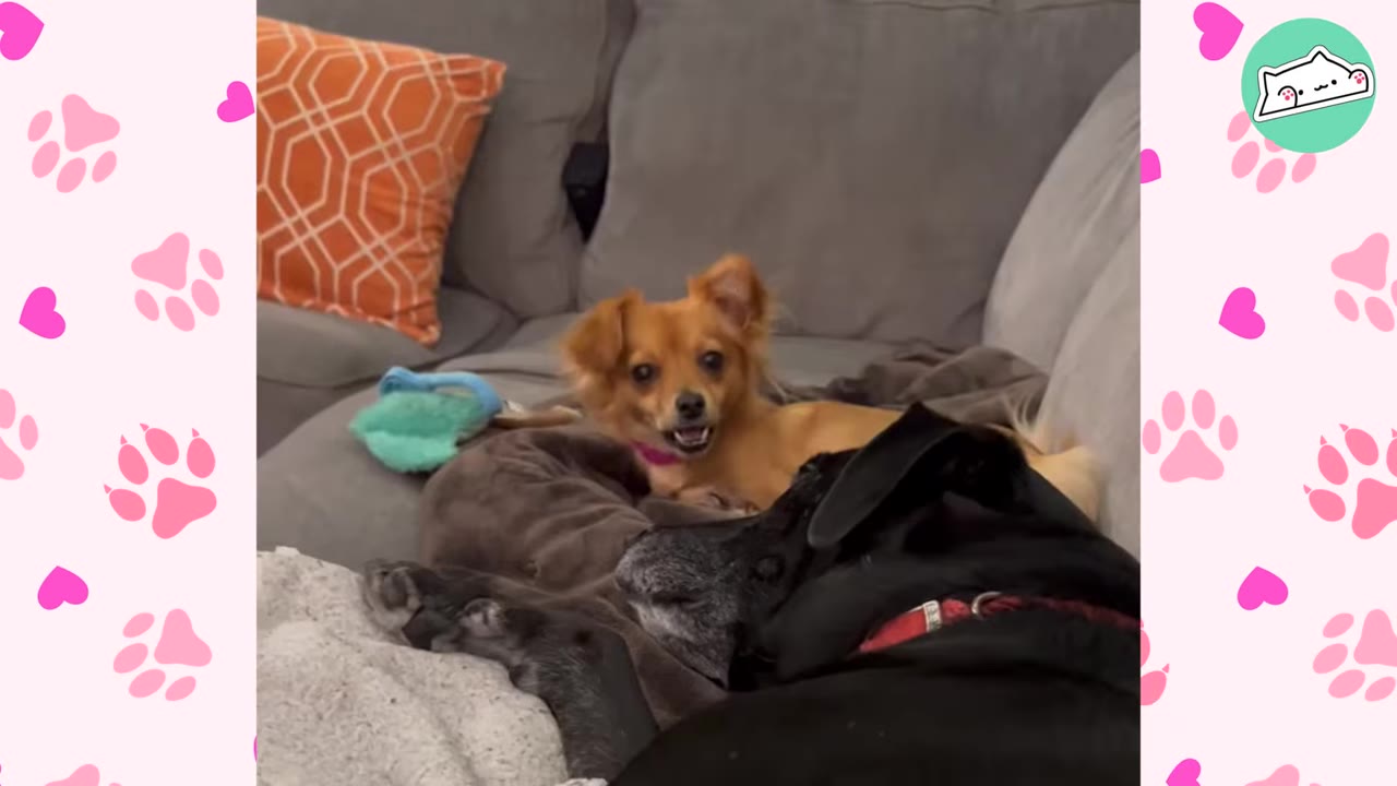 A small, light brown dog sits on a grey couch next to a large black dog resting its head.