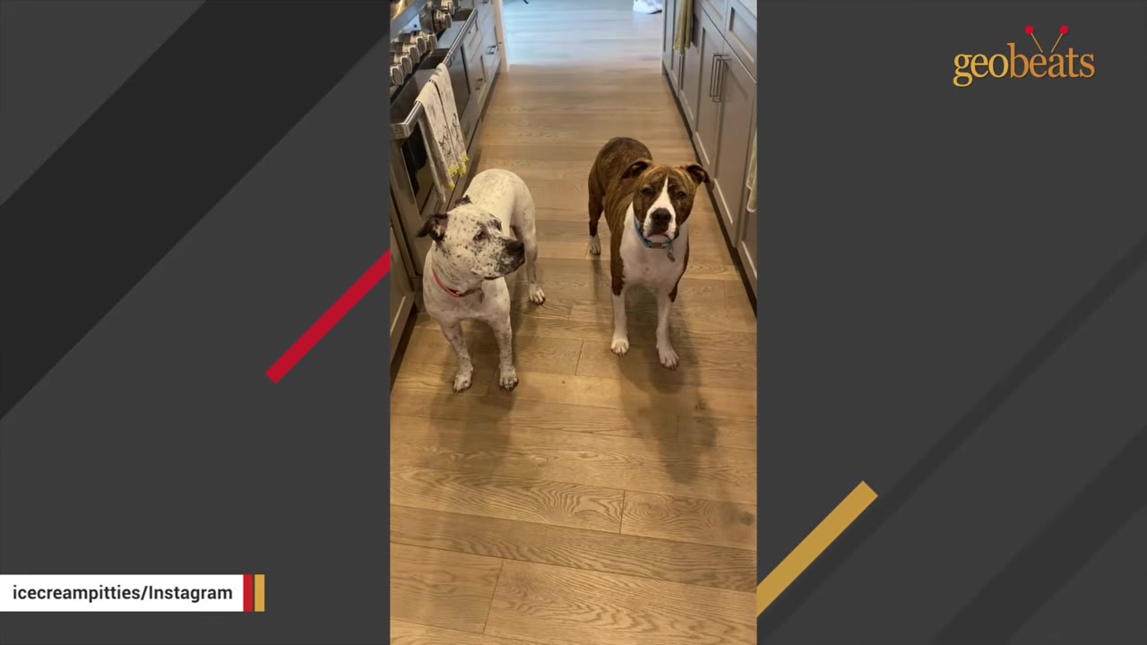 Two dogs, one white with black spots and one brindle and white, standing side-by-side on a wooden floor in a kitchen hallway.