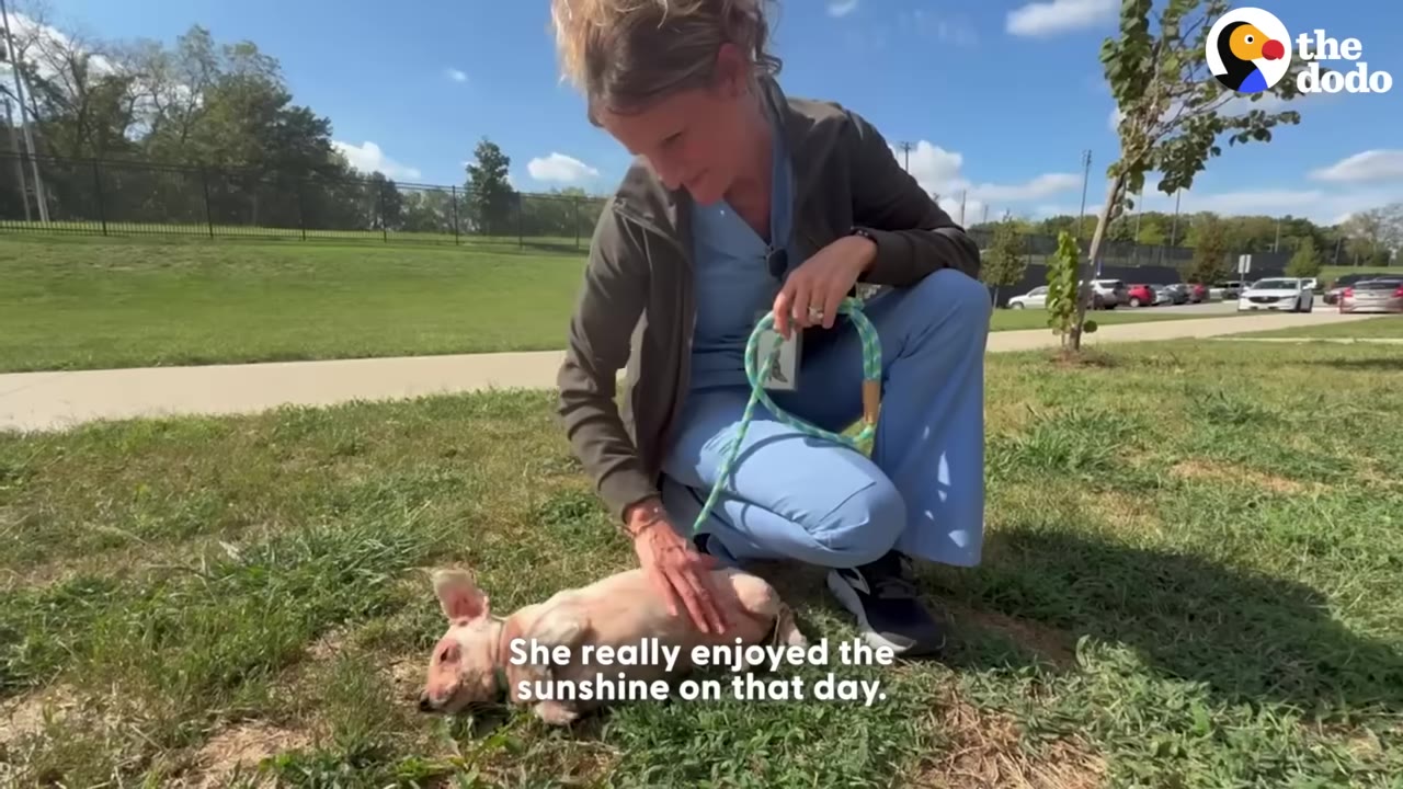 A woman in blue scrubs kneels on a grassy lawn under a blue sky, gently petting a small, hairless pink dog lying on its back in the sunshine.