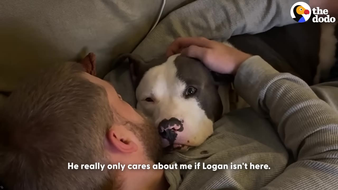 A gray and white pit bull-type dog lies close to a man, looking up with wide eyes as the man gently pets his head.