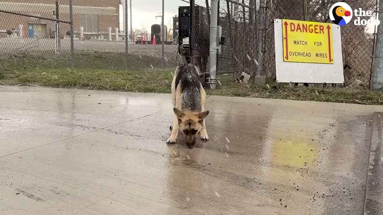 A German Shepherd stands on a wet concrete path as snow falls, with a chain-link fence and a yellow danger sign in the background.