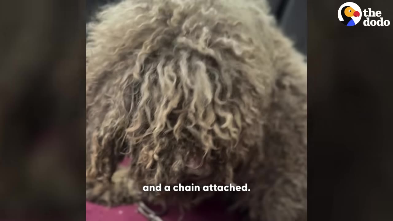 A close-up of a heavily matted, long-haired dog with a metal chain link visible near its neck.