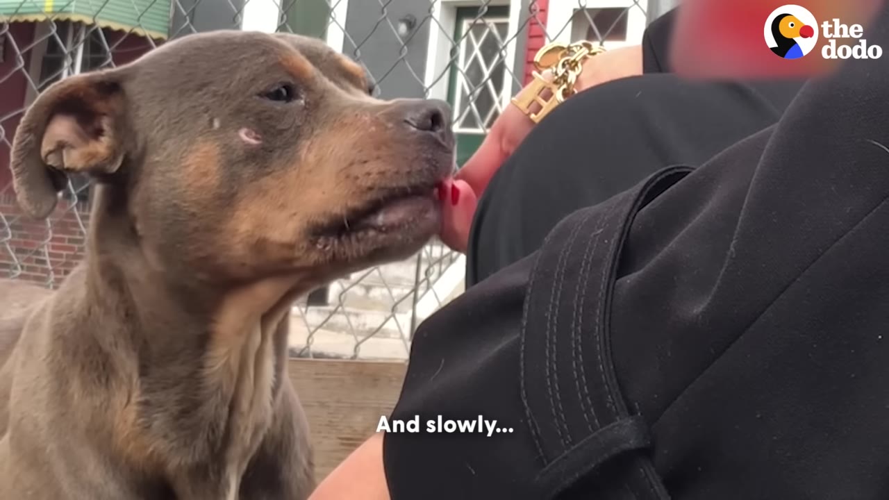 A brown and tan dog gently licks the hand of a person wearing a black coat.