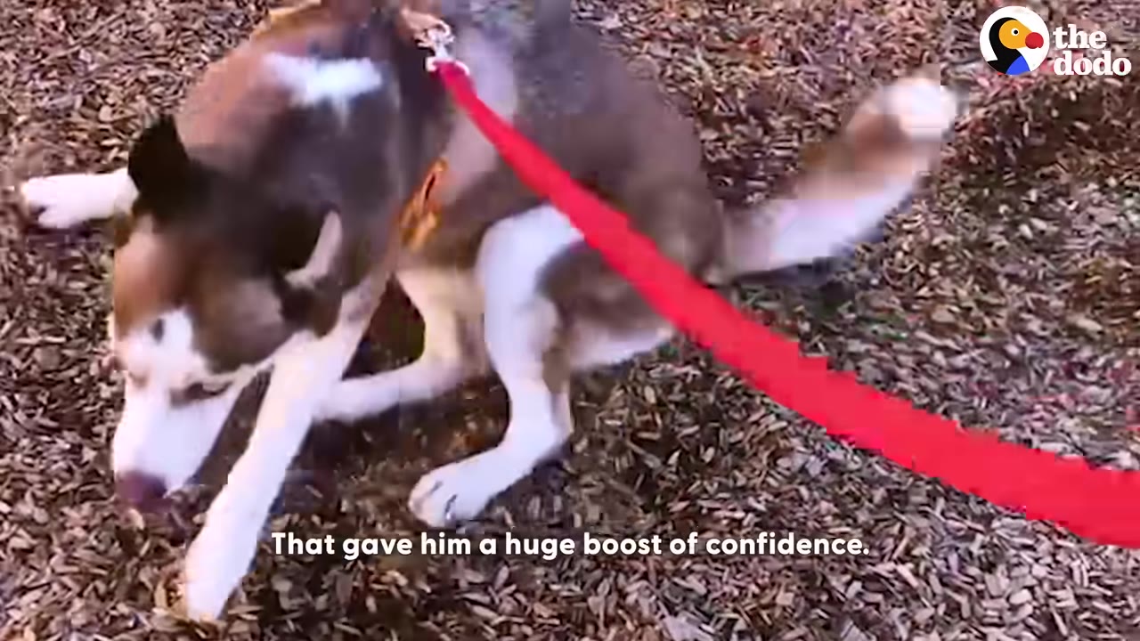 A brown and white husky dog wearing a harness with a red leash attached, standing on woodchips.