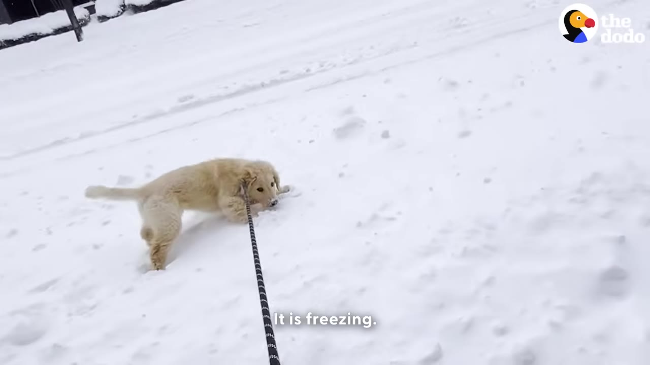 A golden puppy on a black-and-white leash stands in deep snow, looking back towards the camera.