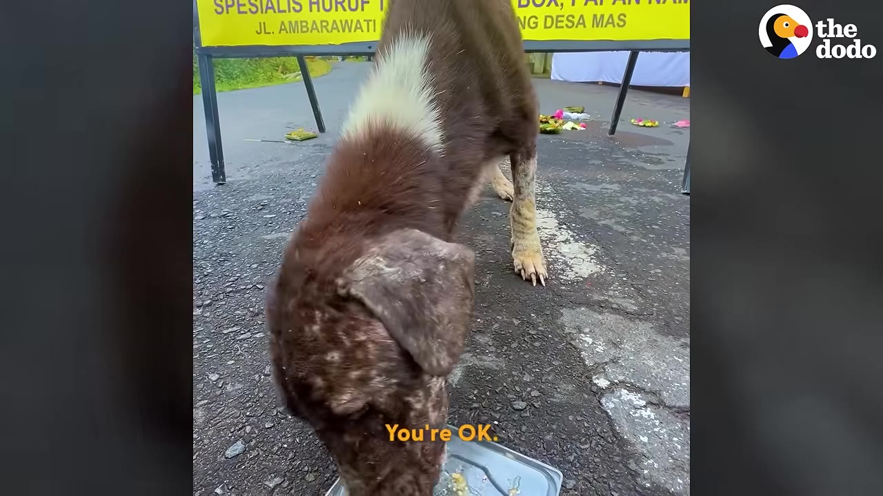 A brown and white dog with skin issues eating food from a metal tray on an asphalt road.