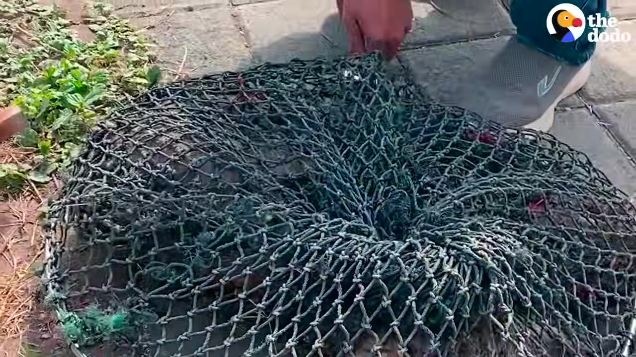 A person's hand and foot are visible next to a large, circular green mesh net laid out on a paved ground next to some weeds.