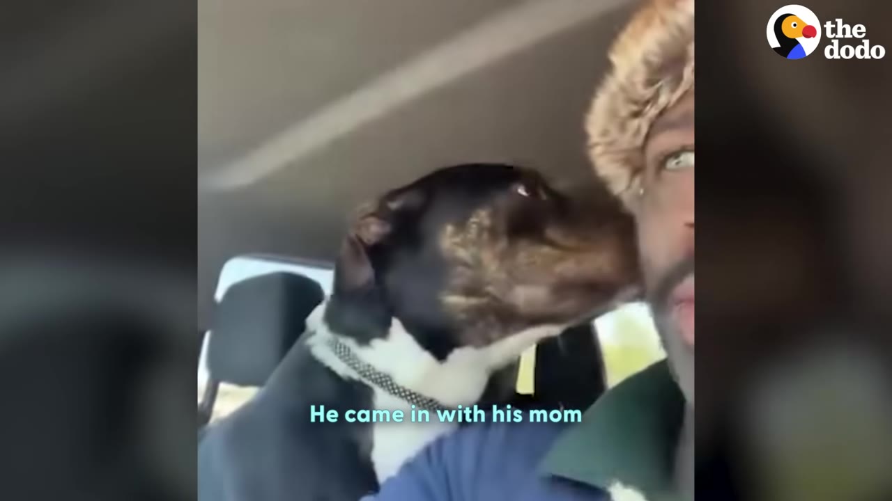 A close-up selfie video frame showing a black and white dog sniffing the cheek of a man wearing a furry hat inside a car.