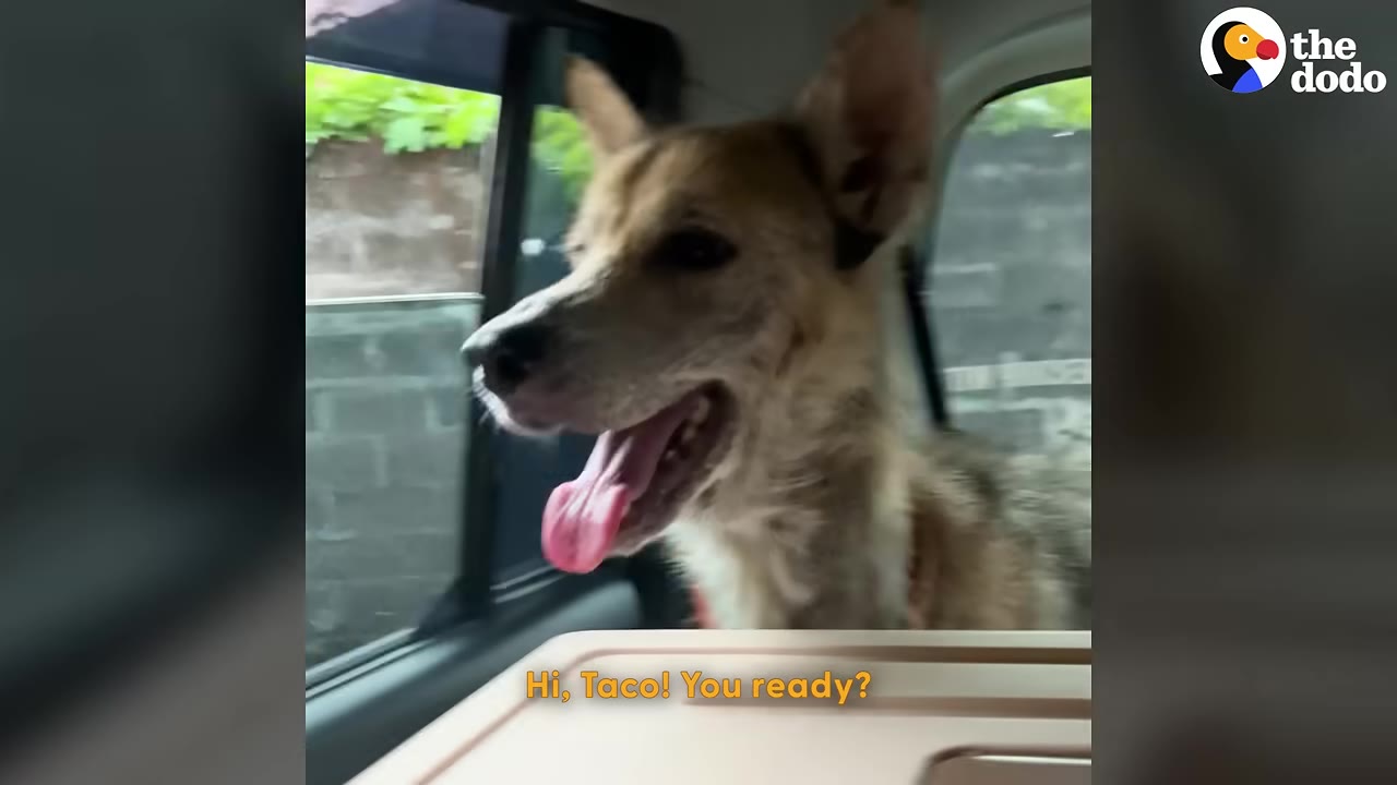 A light brown dog with its tongue out looks happily out of a car window.