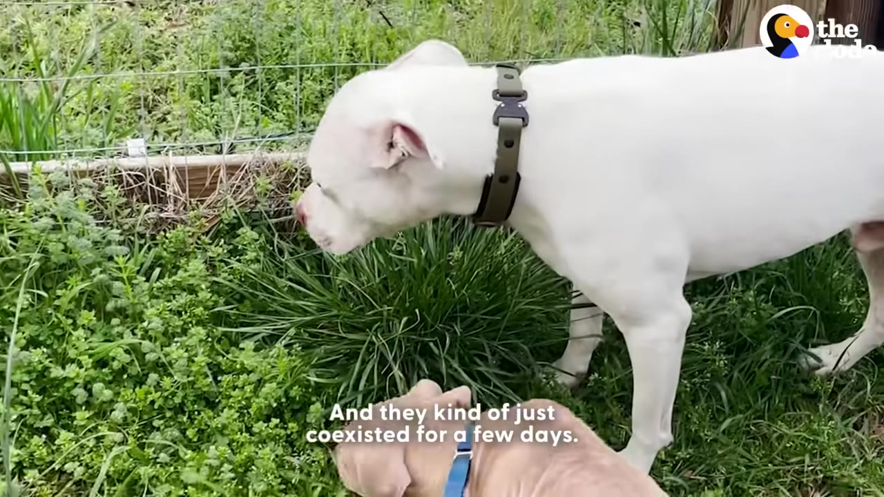A white dog wearing a collar stands in a grassy yard, leaning down to sniff near a smaller tan puppy.
