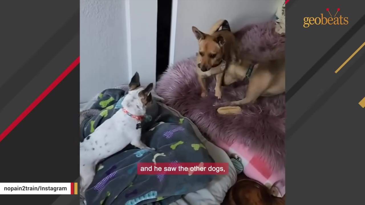 A small white dog with black spots and a red collar stands on a grey dog bed, looking towards two brown dogs on a purple shag dog bed.