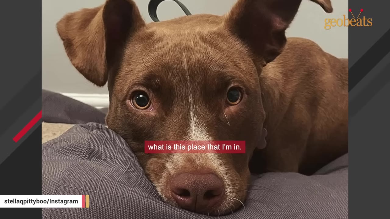 A close-up of a brown dog with white markings on its nose resting its head on a grey cushion, looking directly at the camera with wide eyes.