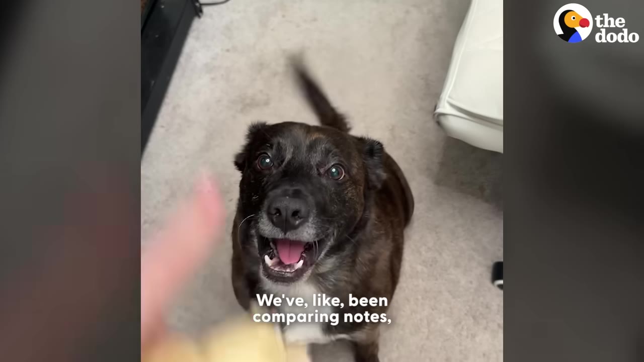 A brindle and white dog sitting on a carpeted floor, looking up with an open mouth and wagging tail, with text on screen reading 'We've, like, been comparing notes,'.