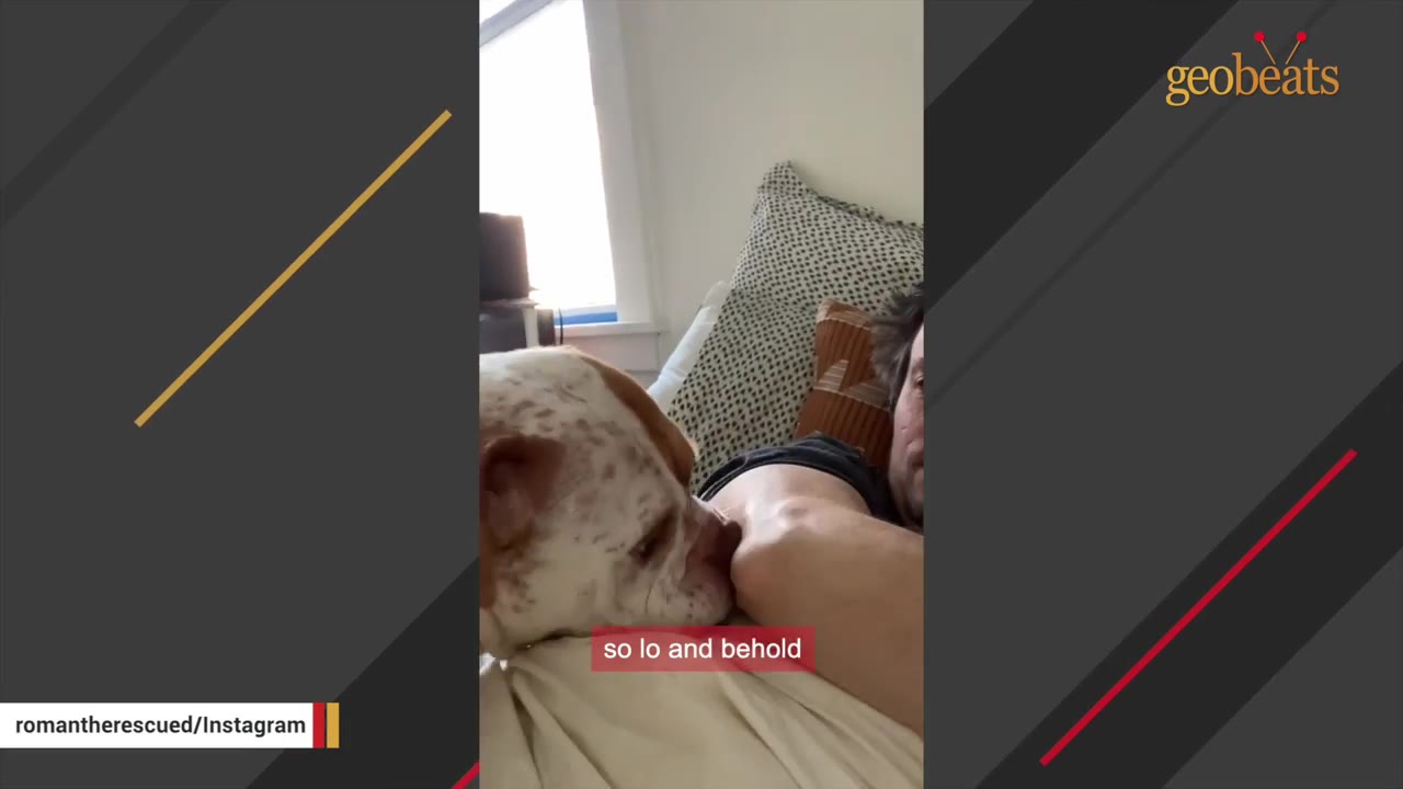 A brown and white dog rests its head on a man's arm as they lie together on a bed.
