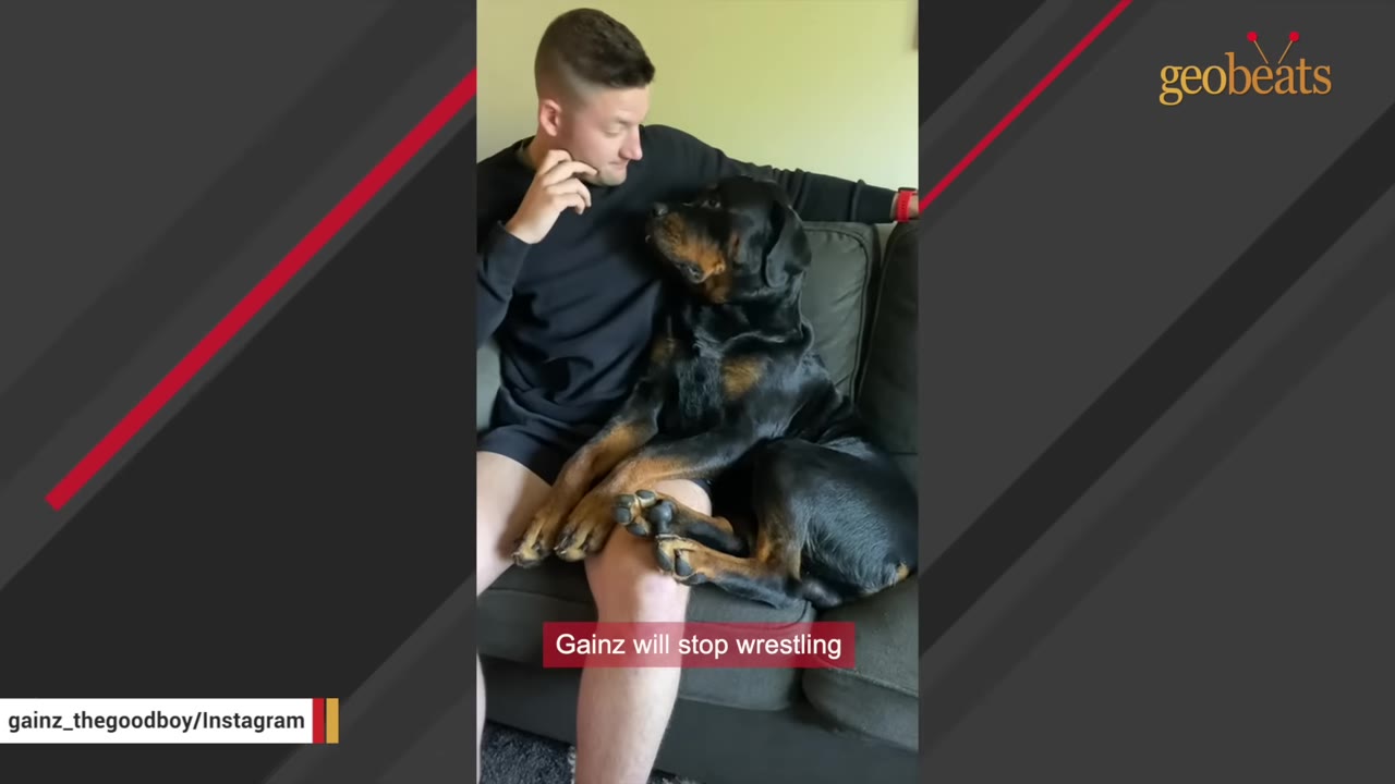 A large Rottweiler dog sits on a man's lap on a grey couch, looking up affectionately at him.