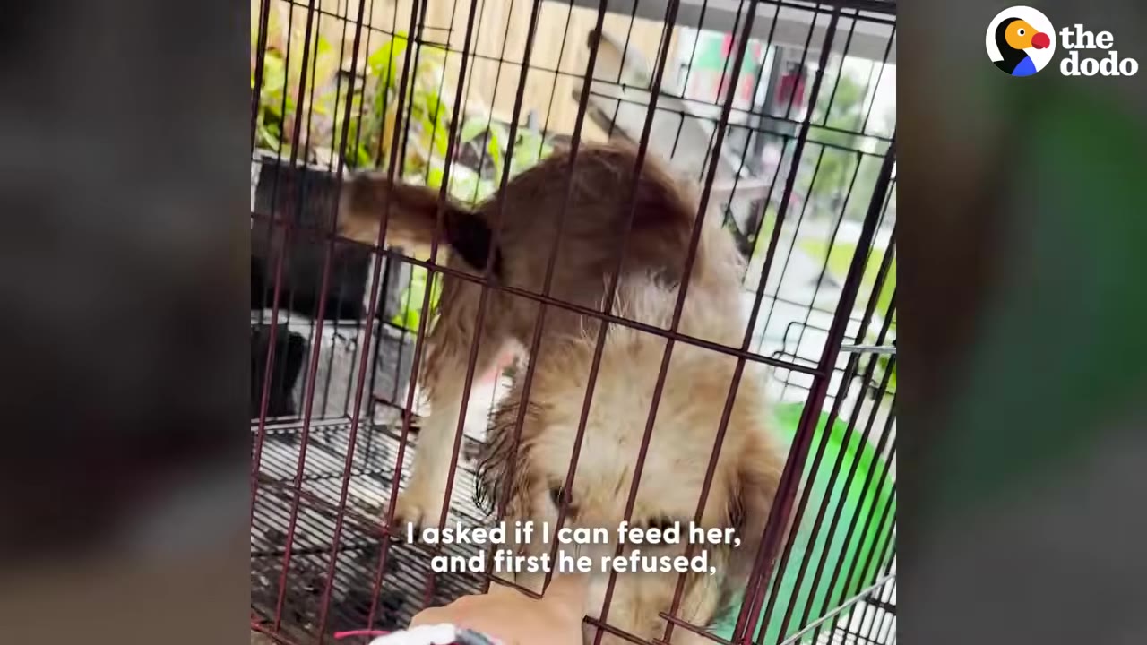 A hand reaches out to touch a small, scruffy brown dog through the metal bars of a wire cage.