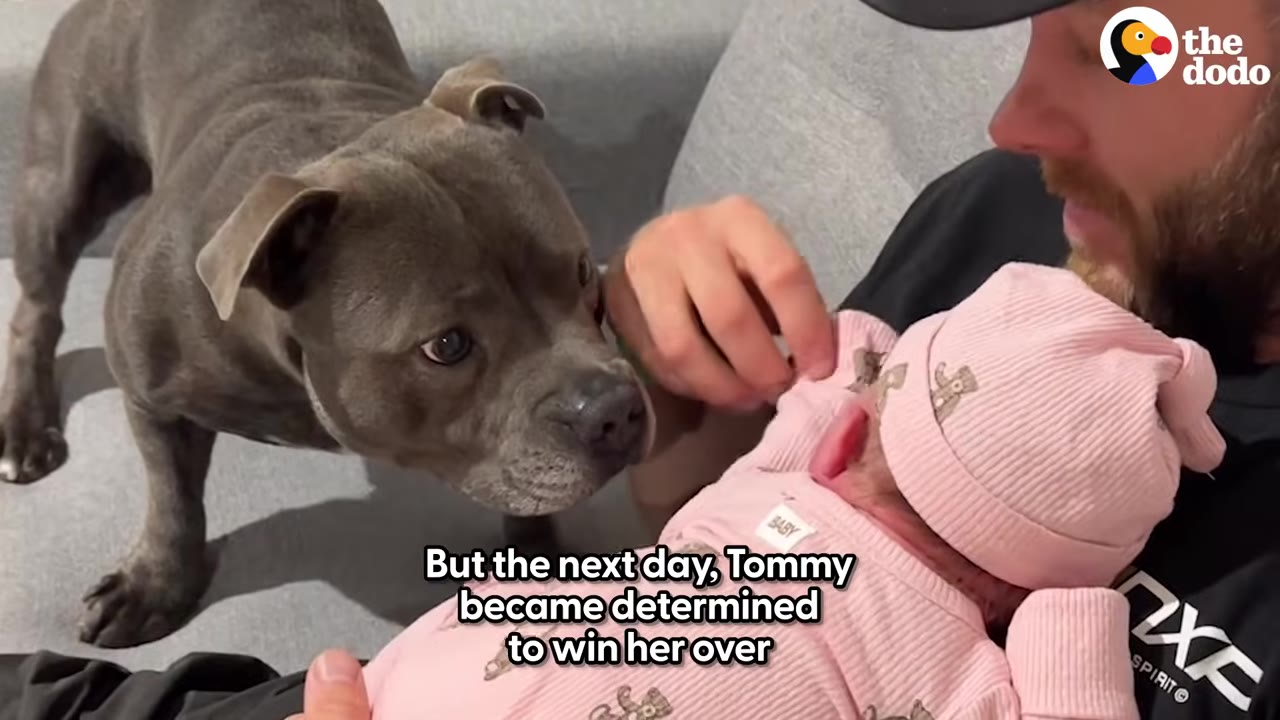 A grey pit bull-type dog leans in closely to sniff a newborn baby wearing a pink hat and outfit, who is being held by a man.