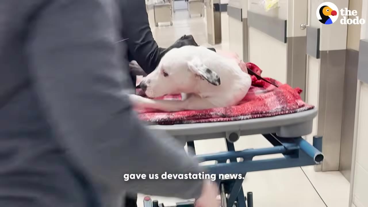 A white dog lies on a red blanket on a medical gurney inside a hospital hallway.