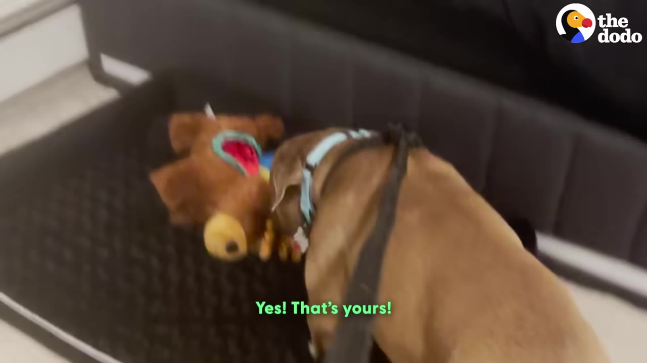 A brown dog wearing a blue collar and leash sniffs a plush toy on a black dog bed.