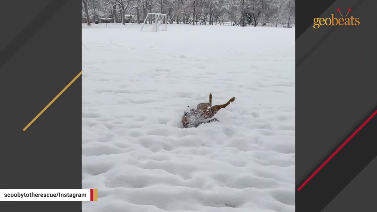 A brown dog rolls playfully on its back in a wide, snow-covered field with its legs sticking up in the air.