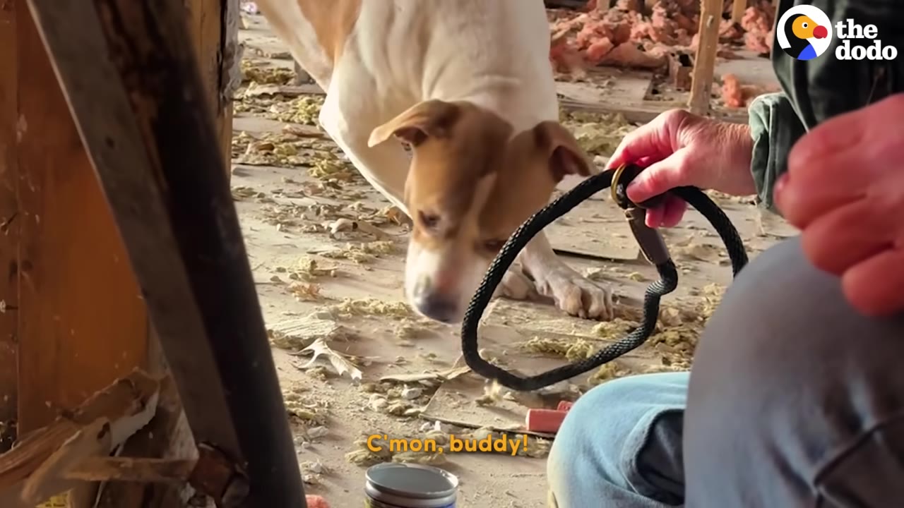A brown and white dog hesitantly sniffs a black leash held out by a person in a messy, unfinished room.