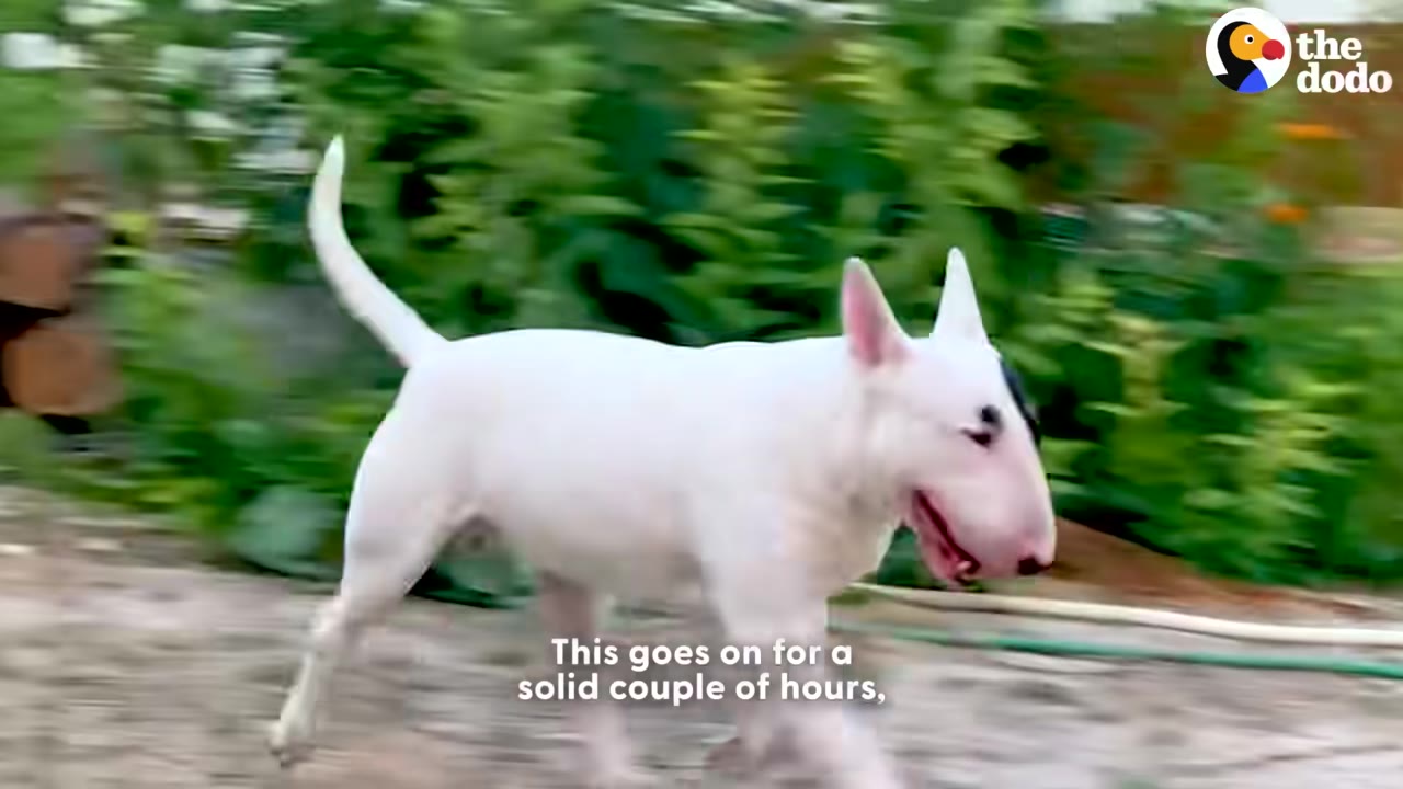 A white Bull Terrier running through a garden with green bushes in the background.