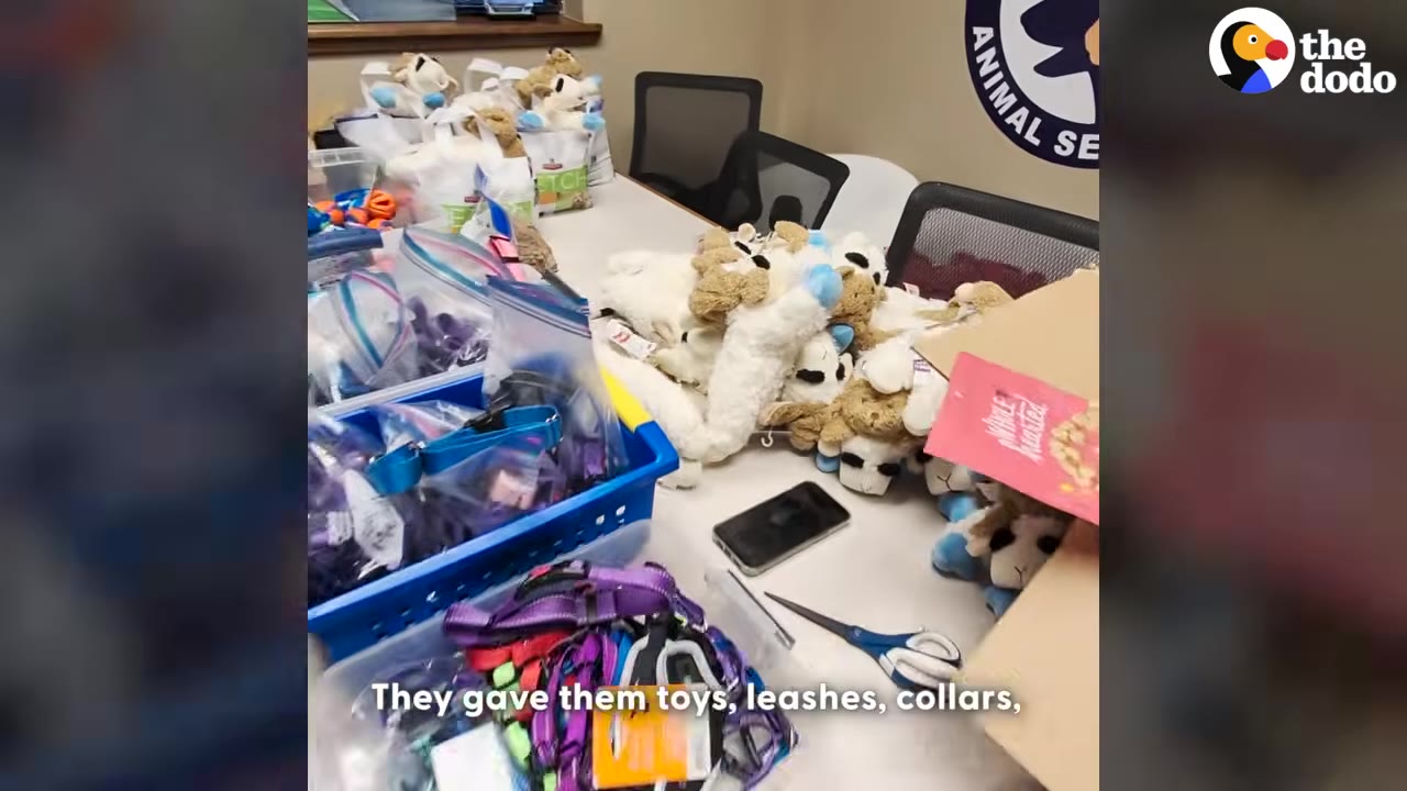 A table filled with pet supplies including plush toys, leashes, collars in plastic bags, and bins of colorful pet gear.